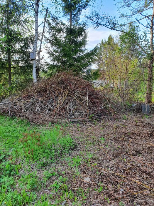 En stor hög av grenar och buskröjningar på en skogsmark.