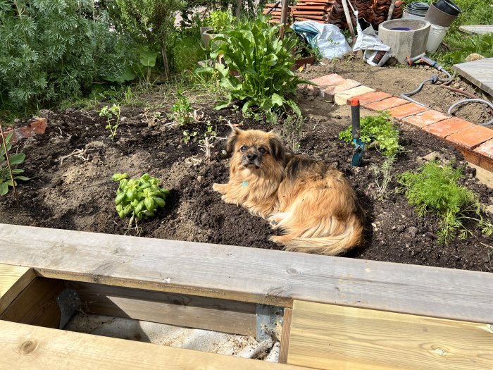 En hund ligger på grävd jord bredvid planterade grönsaker i en trädgård.