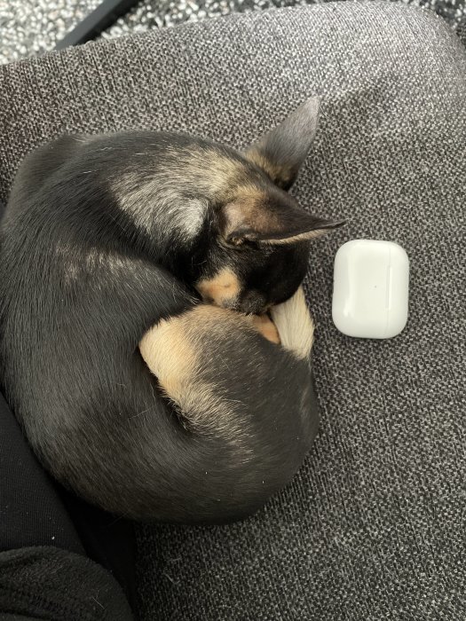 Liten Chihuahua kurar ihop sig bredvid AirPods Pro fodral på grå textil.