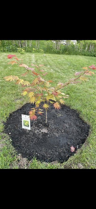 Ung japansk lönn med rödgröna blad planterad i mörk jord, trädgårdsmiljö i bakgrunden.