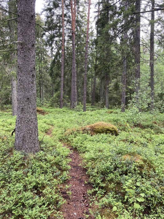 En skogsstig omgiven av gröna växter och höga träd i en tät skog.