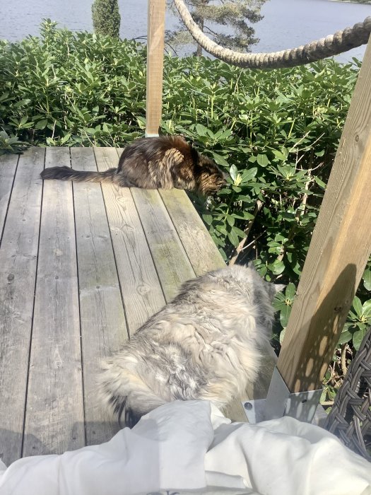Två katter på en träaltan tittar ned på marken, omgivna av grönska, med synbart intresse.