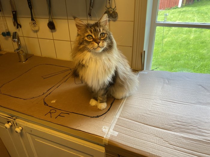 Fluffig katt sitter på köksbänk med wellpapp och skissad kökslayout, vid ett fönster med utsikt över gräsmatta.