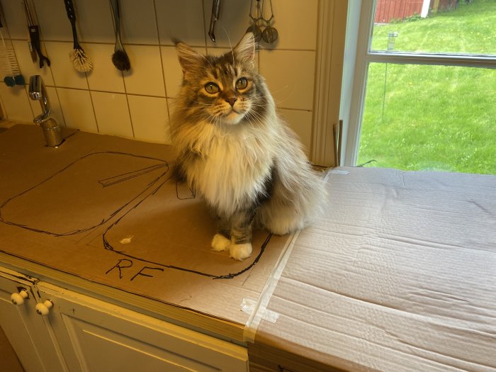 Långhårig katt sitter på köksbänk bredvid kartong och tittar uppåt.