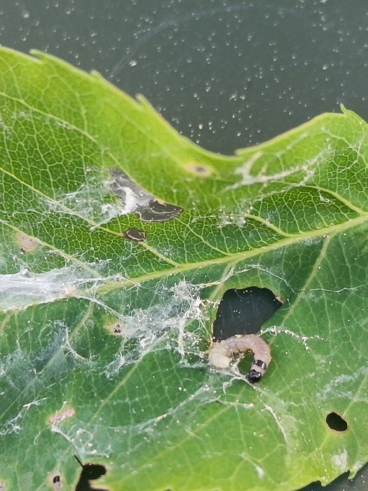 Larv på häggmispels blad med spindelväv och ätskador.