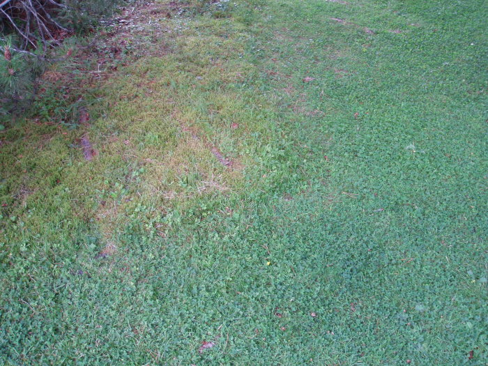 Gräsmatta med mossa på vänster sida som visar var en kabel för en robotgräsklippare ligger under ytan.