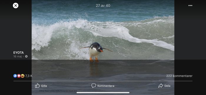 Pingvin står framför vågor på stranden, ser ut som om den surfar.