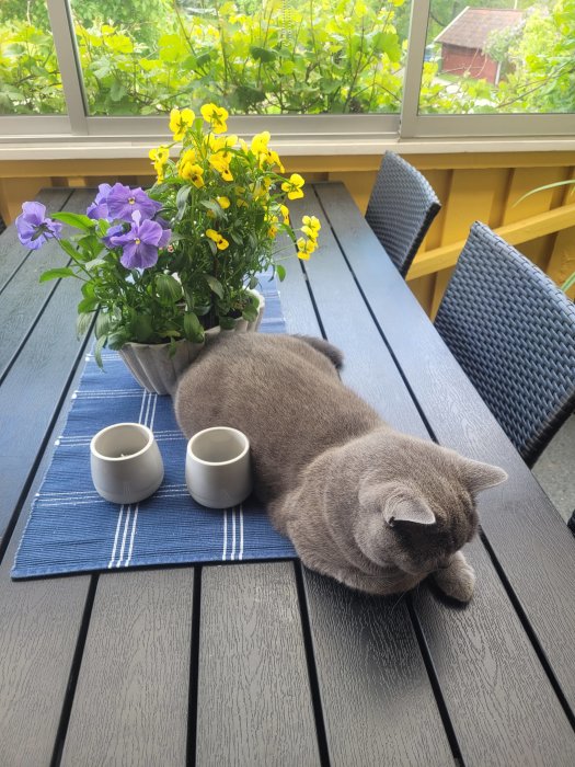 Grå katt ligger på ett bord bland blomkrukor och ljuslyktor på en veranda.