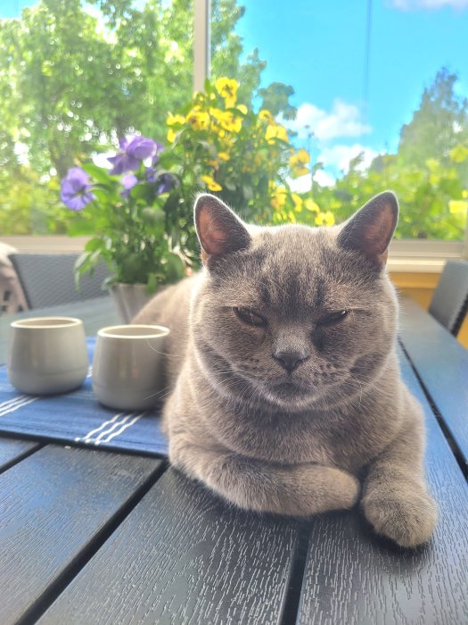 Grå katt som ligger på ett bord utomhus omgiven av ljuslyktor och blomkrukor.