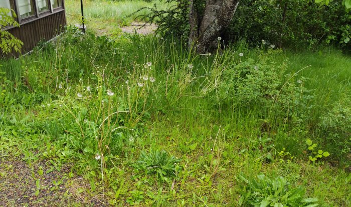 Oskött trädgård med maskrosor och högt gräs nära ett hus.