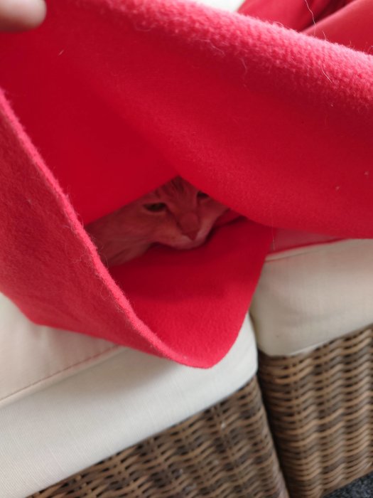 Orange katt gömmer sig under röd filt på en korgstol.