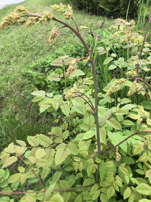 Närbild av gröna lövverk och blomknoppar vid sidan av en stig.