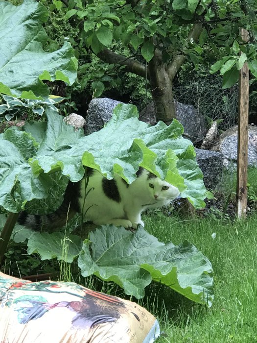 En katt döljer sig under stora rabarberblad i en trädgård.