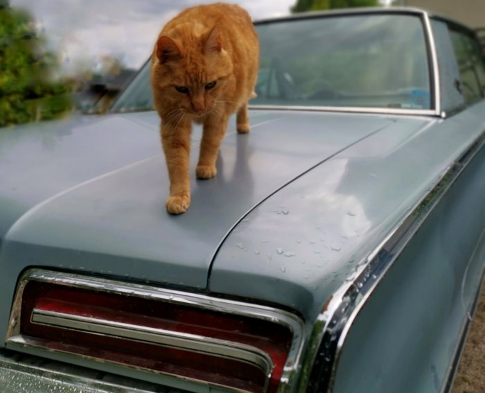 Rödorange katt går försiktigt på huven av en klassisk blå bil med några regndroppar.