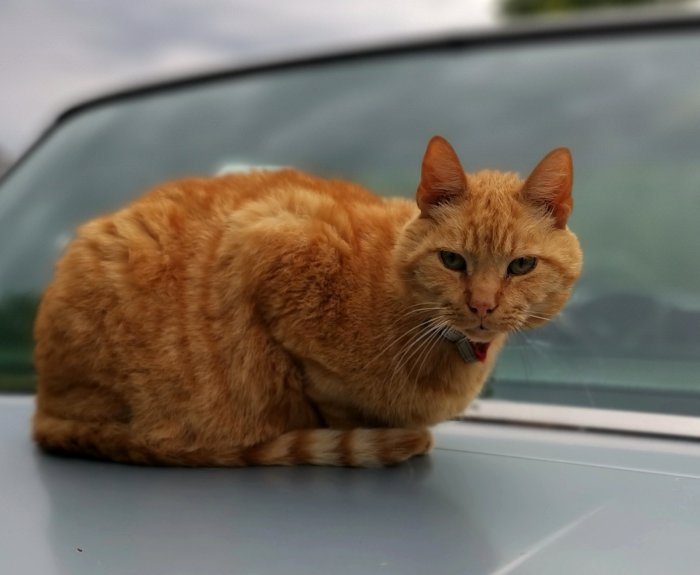 En röd katt med halsband sitter avslappnat på en bil.