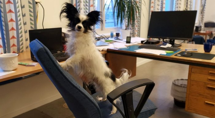 En hund sitter på en kontorsstol framför ett skrivbord, omgiven av kontorsutrustning.