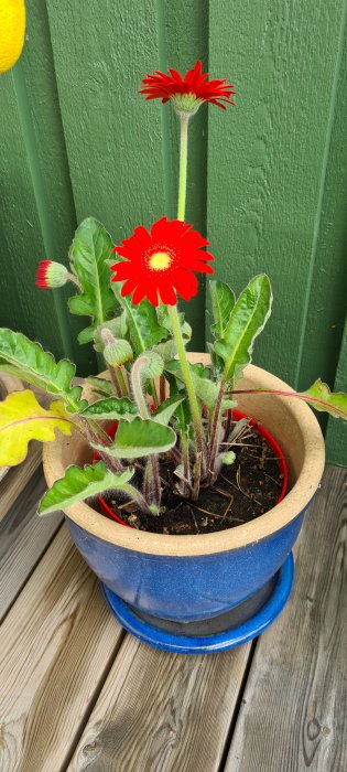 Två röda Gerbera-blommor i terrakottakruka på träfarstu mot grön vägg.