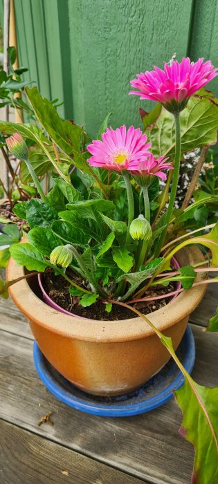 Rosa Gerbera-blommor i kruka på en farstukvist, med knoppar och gröna blad.