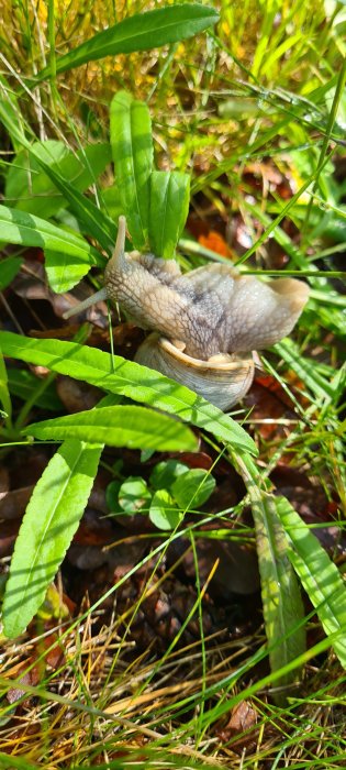 En snigel på marken bland gröna växter och brun lövstäckning.