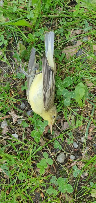 En gul och grå fågel ligger upp och ner på marken bland gräs och klöver.