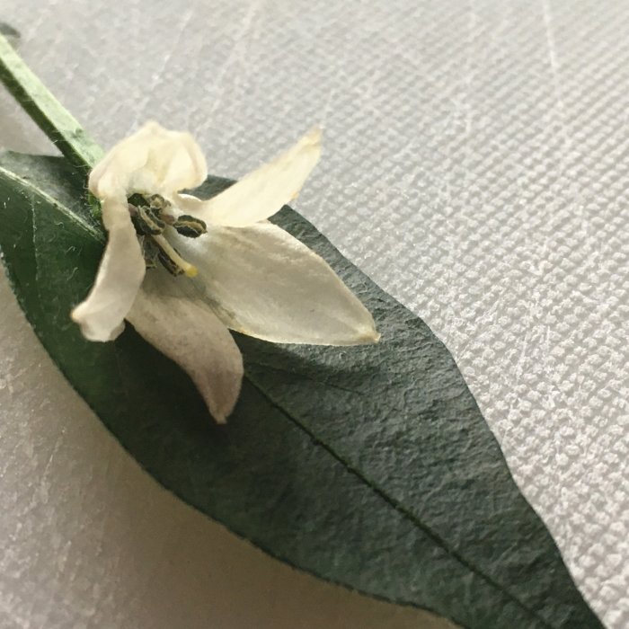 En vit chiliblomma med gröna blad på en texturerad yta.