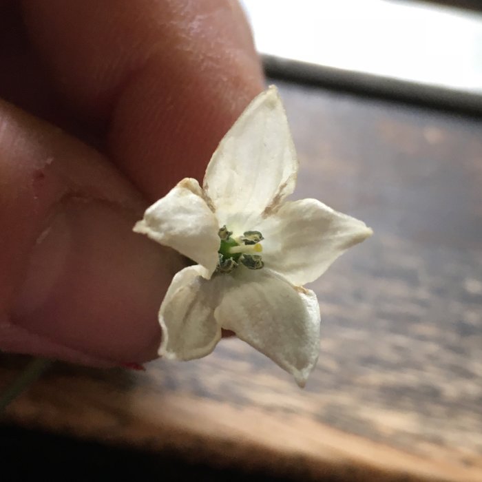 Närbild av en person som håller i en liten chiliblomma mellan fingertopparna.