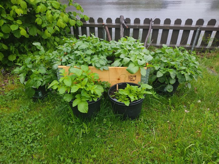 Lummig trädgård med växande potatis och rädisor i pallkrage och krukor på gräsmatta.