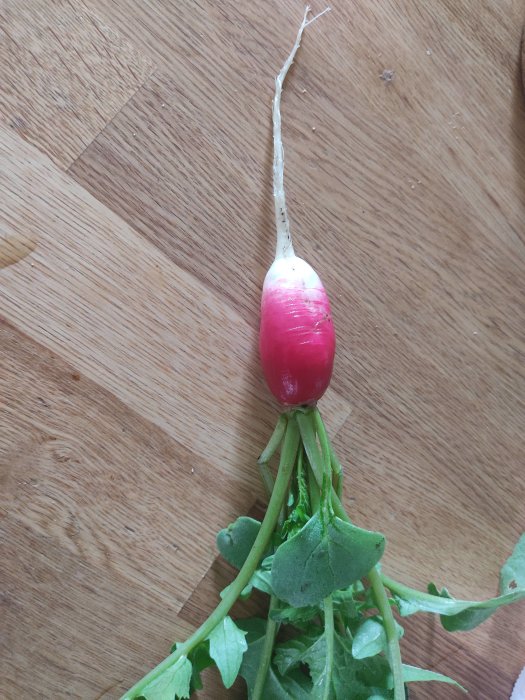 Nyss skördad rädisa med röd och vit färgning och gröna blad på ett träbord.