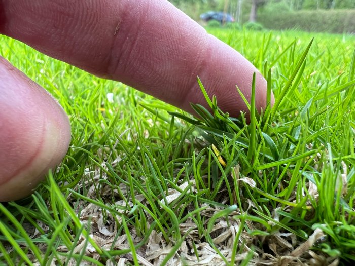 Närbild på gräsmatta med ett finger som jämför olika grästyper, tydlig skillnad i färg och täthet.