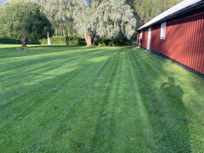 Tät och välskött gräsmatta vid rött hus med skuggor, omgiven av träd i solljus.