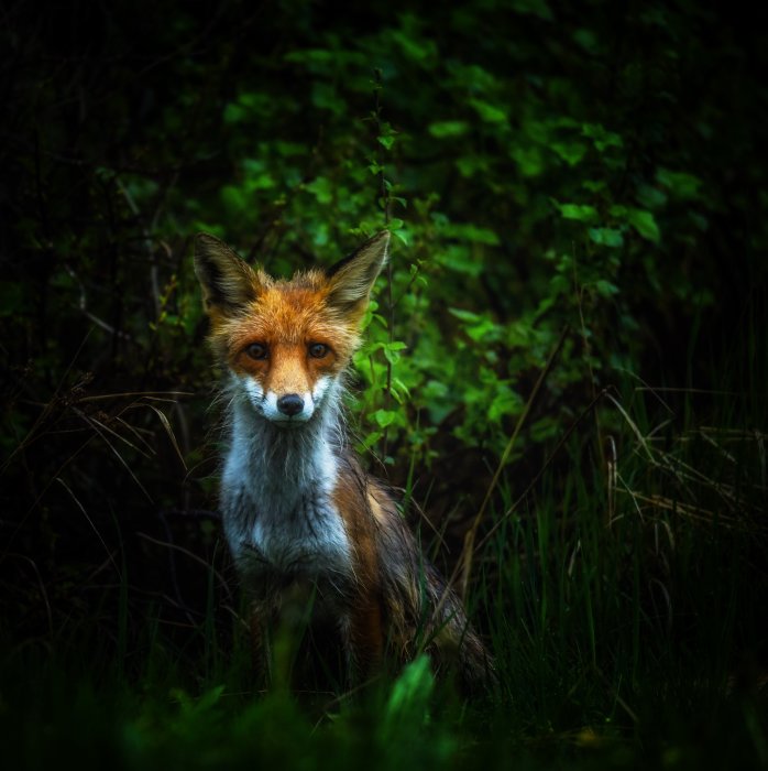En räv sitter i gräset mot en bakgrund av gröna buskar, ser direkt in i kameran.