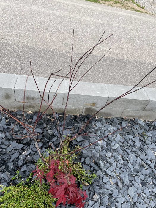 Japansk blodlönn med vissna grenar och levande röda löv nära marken.