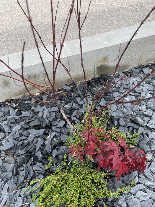 Japansk blodlönn med röda blad nära marken och skadade svarta grenar efter frost.