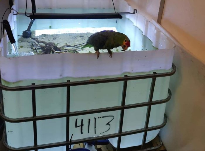En papegoja sitter på kanten av en kapad IBC-tank inredd som ett akvarium för vinterboende av fiskar.