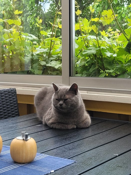 Grå knubbig katt som ligger på ett mörkt bord utomhus, med gröna växter i bakgrunden.