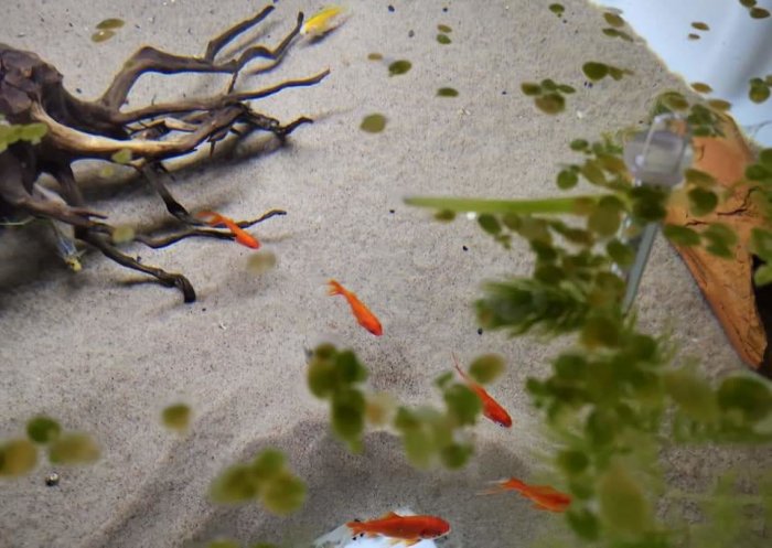Akvarium med guldﬁskar, växter och en del av en trärot på en sandbotten.