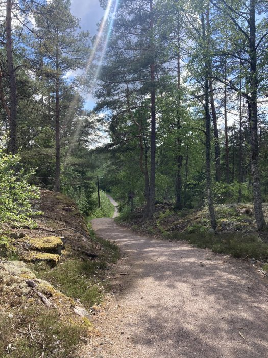 Grusväg i skog med tallar och solstrålar som lyser genom lövverket.