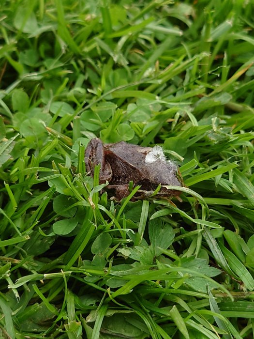 Groda delvis kamouflerad bland grönt gräs med en liten vit fjäder på ryggen.