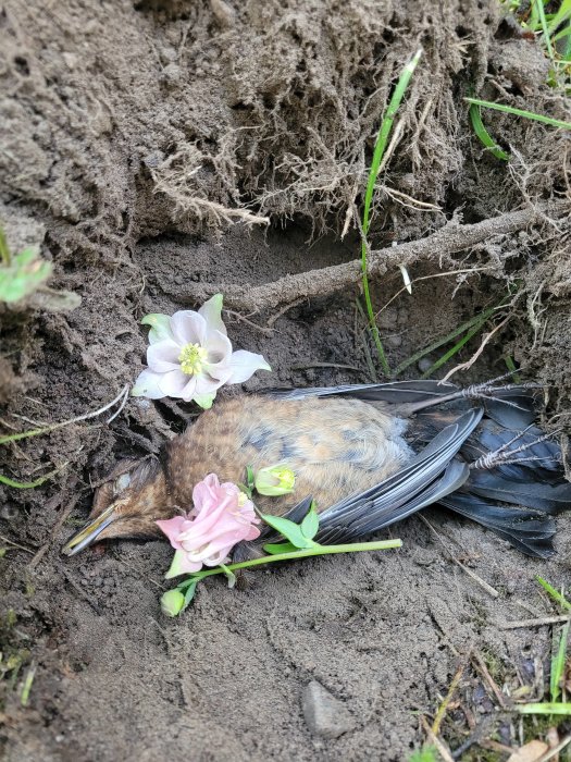 En död fågel ligger på jorden omgiven av jord och gräs, dekorerad med vita och rosa blommor.