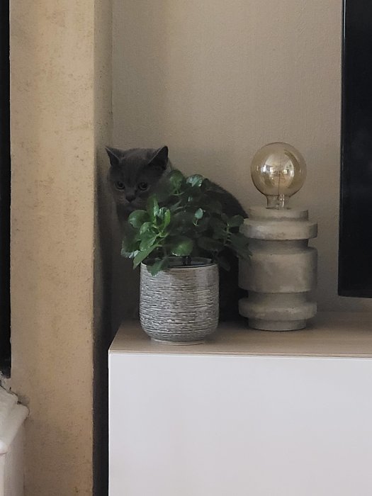 Katt gömmer sig bakom krukväxt på en hylla, intill en bordslampa.