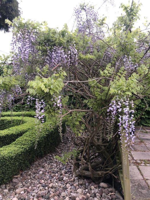 Blommande wisteria med kala grenar i mitten och välskött buskage i bakgrunden.