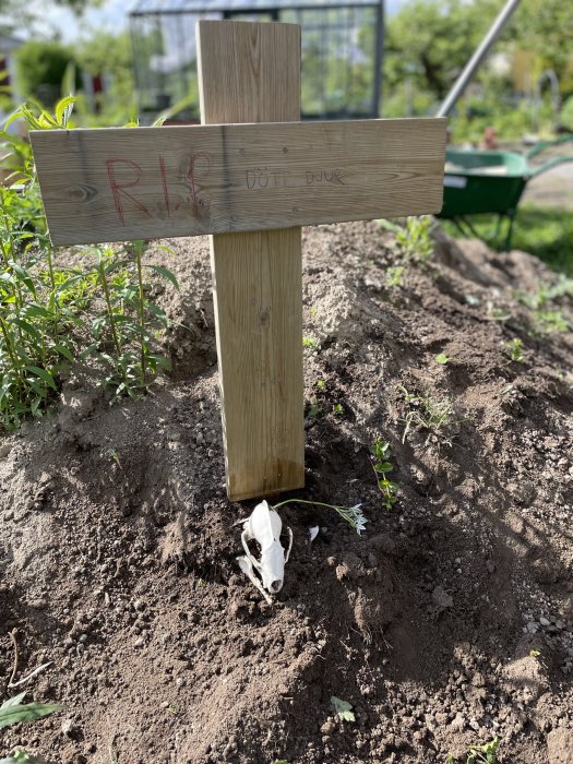 Odlingsbädd med träkors där det står "R.I.P. Dött djur" och en liten fiktiv djurgrav med djurkranium.