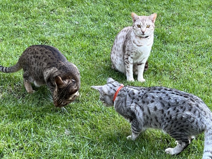 Tre katter på en gräsmatta, två leopardmönstrade och en tittande rakt fram.