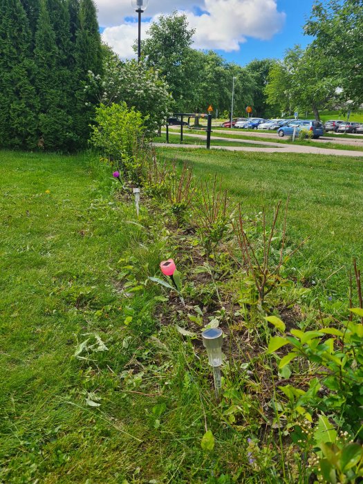 Trädgårdsrabatt med ojämnt växande måbärsbuskar och omgivande gröna Thuja och Liguster.