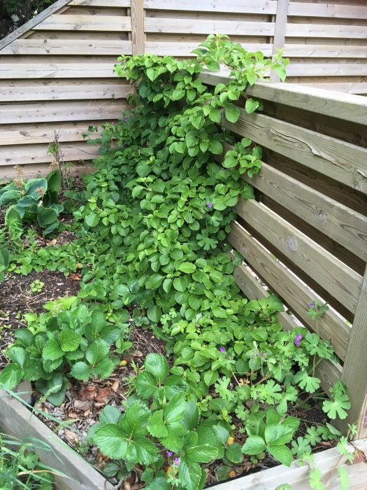 Klätterhortensia vid trästaket med jordgubbar och funkior i surjordsrabatt.