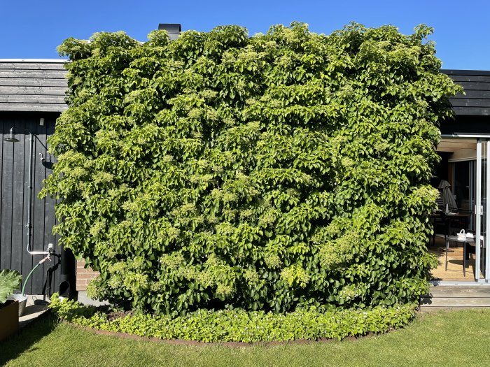 Lush climbing hydrangea covering a house wall with dense green foliage under a clear blue sky.