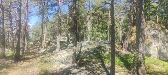 Solbelyst skog med tallar, mossbeklädda klippor och en stig som går genom terrängen.