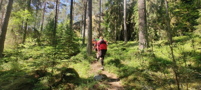 Personer som vandrar på en skogsstig omgiven av frodig grönska och stora träd en solig dag.