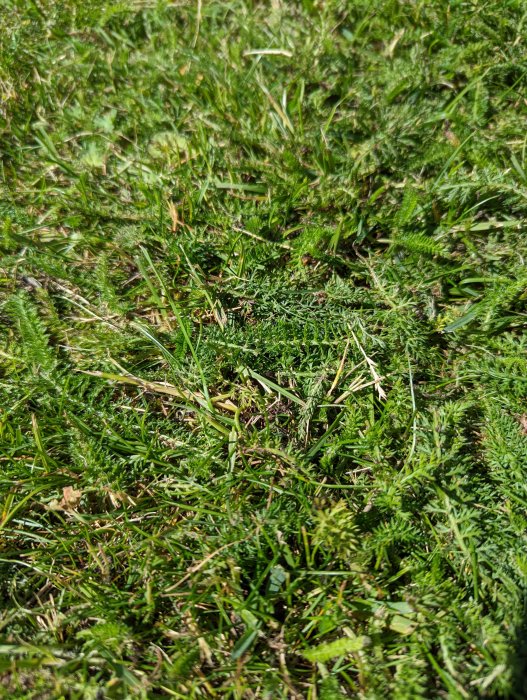 Närbild av en gräsmatta med oönskad växtlighet, eventuell okänd art.