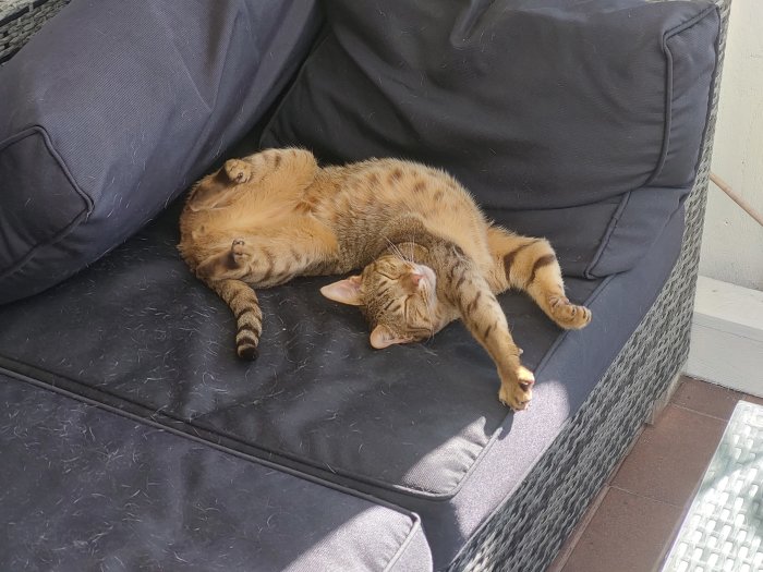 Katt som slappnar av på rygg med sträckta ben på en svart soffa.